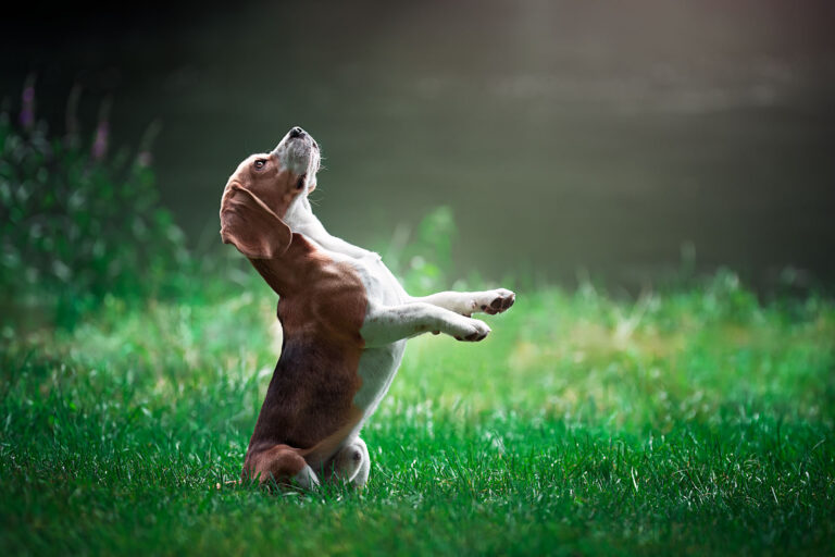 Chien BEAGLE qui se dresse