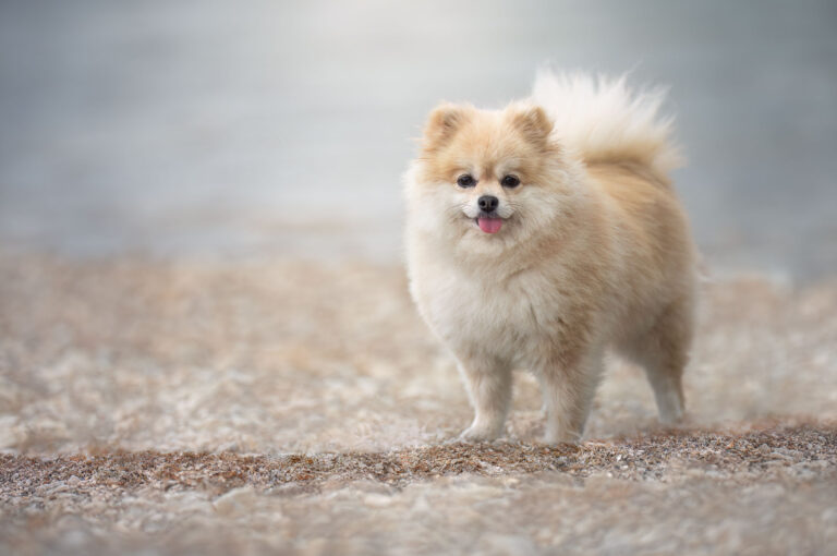 Chien SPITZ