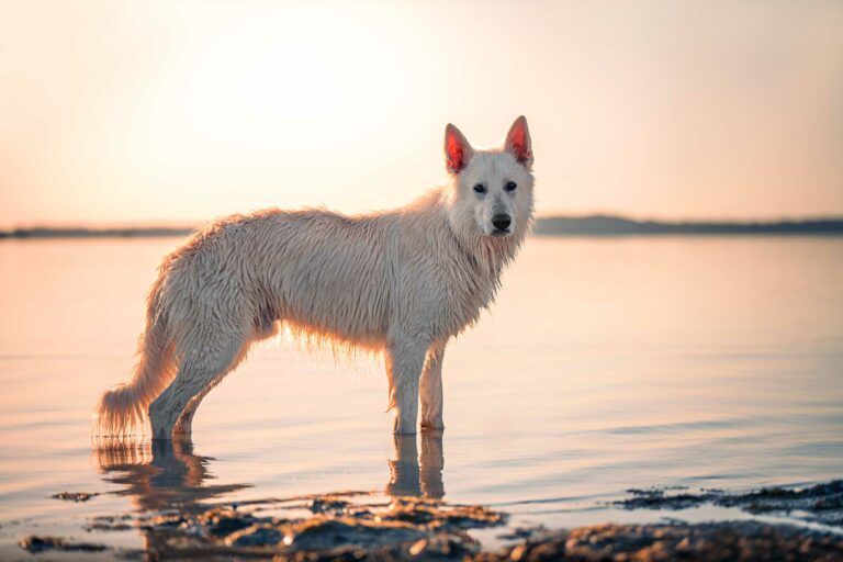 chien berger blanc suisse coucher de soleil