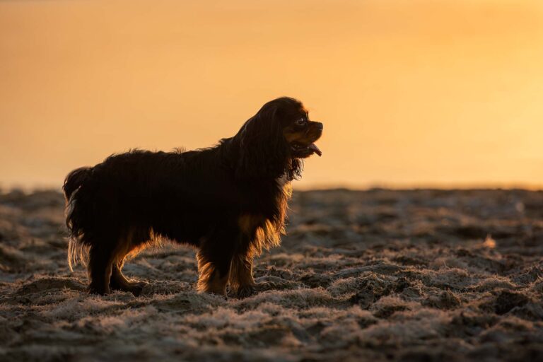 Chien CAVALIER KING CHARLES