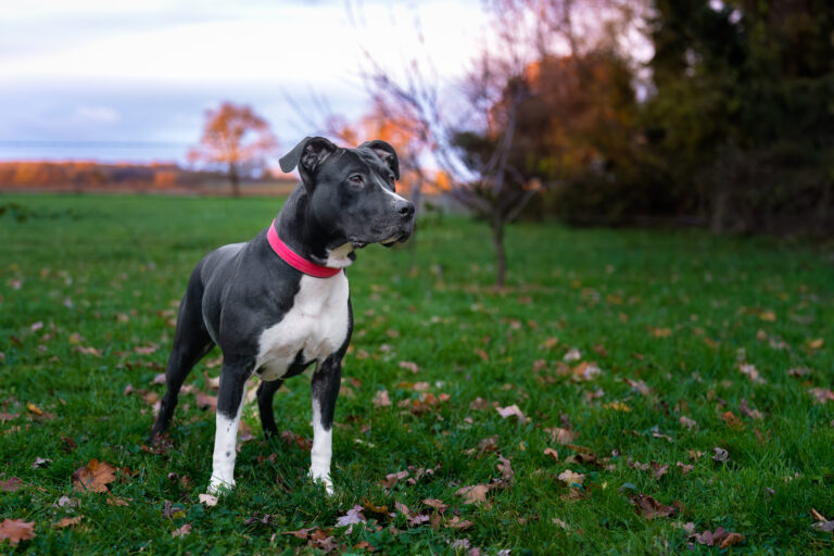 Chien stafford bullterrier