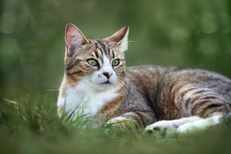 Chat
