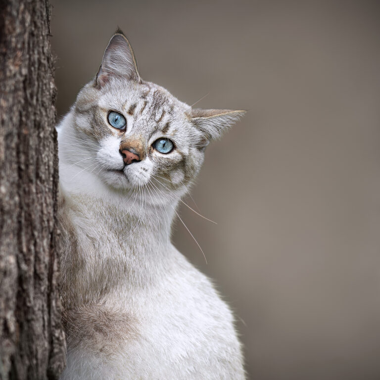 Chat