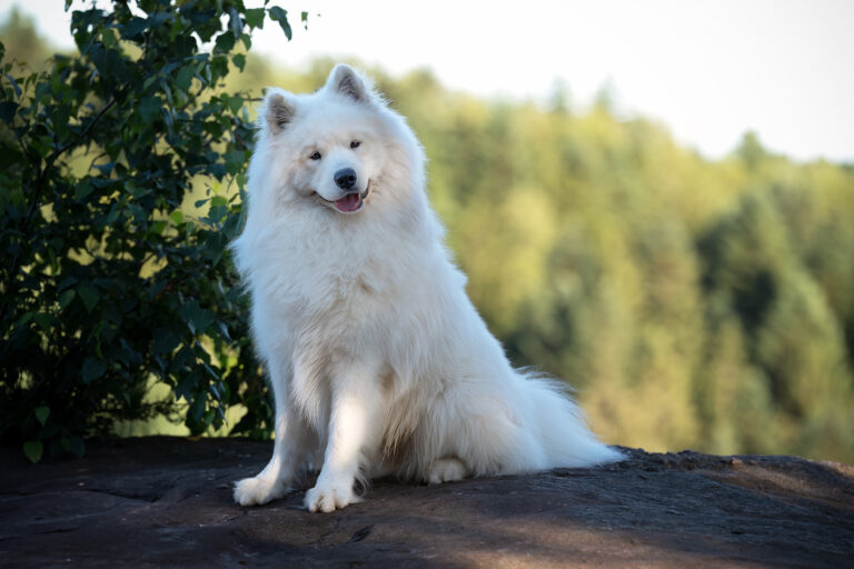 Chien Samoyède