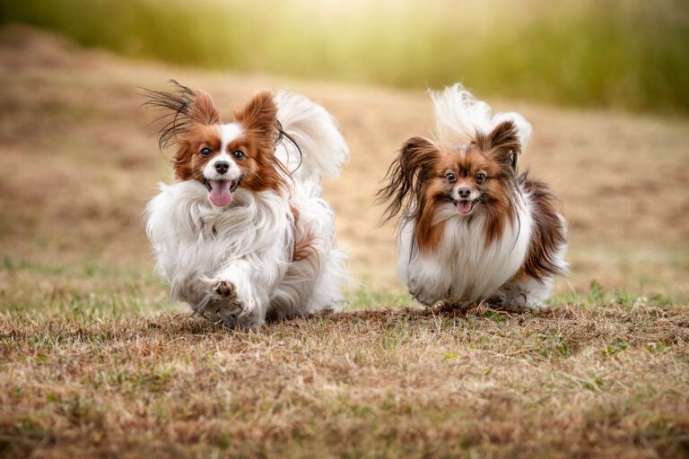 Chiens épagneuls papillon qui courent