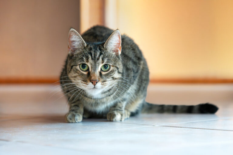 2025 11 28_A7403806 IMG 1ER PLAN