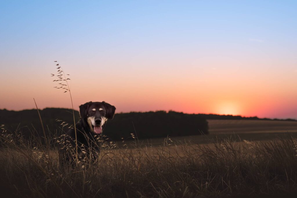 Coucher de soleil chien canin