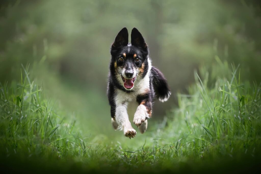 Chien Border collie