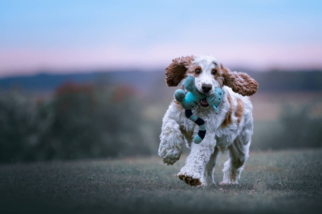 Chien COCKER qui joue