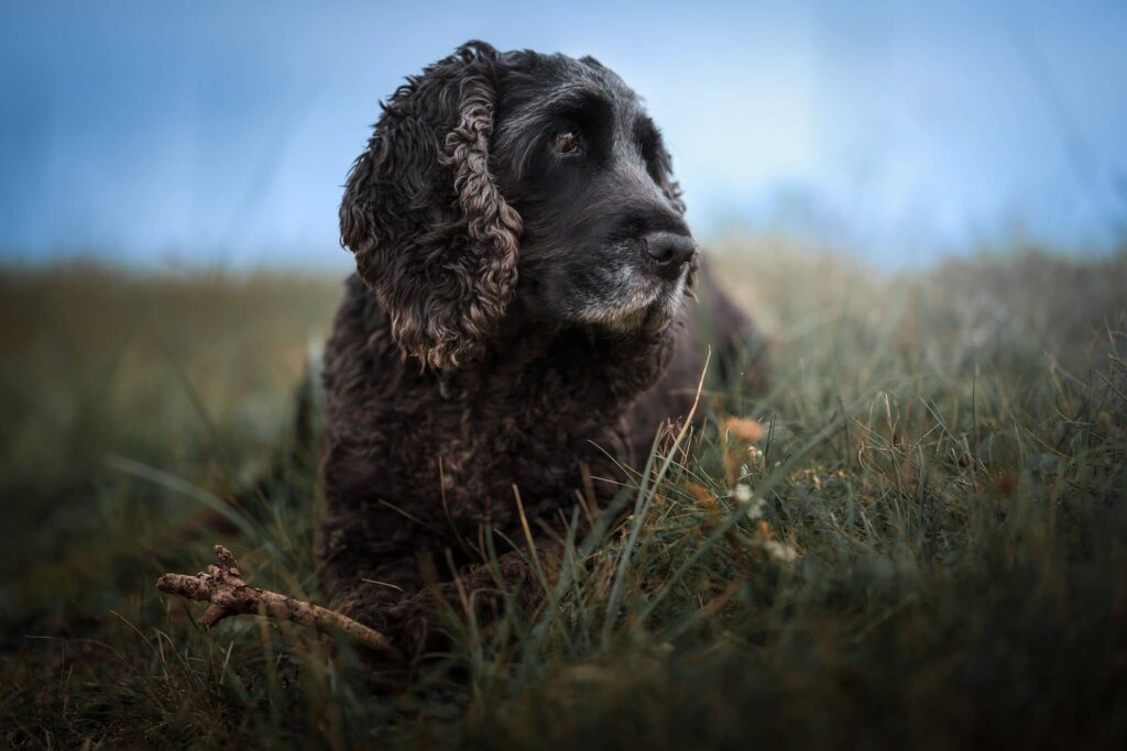 Chien COCKER au repos