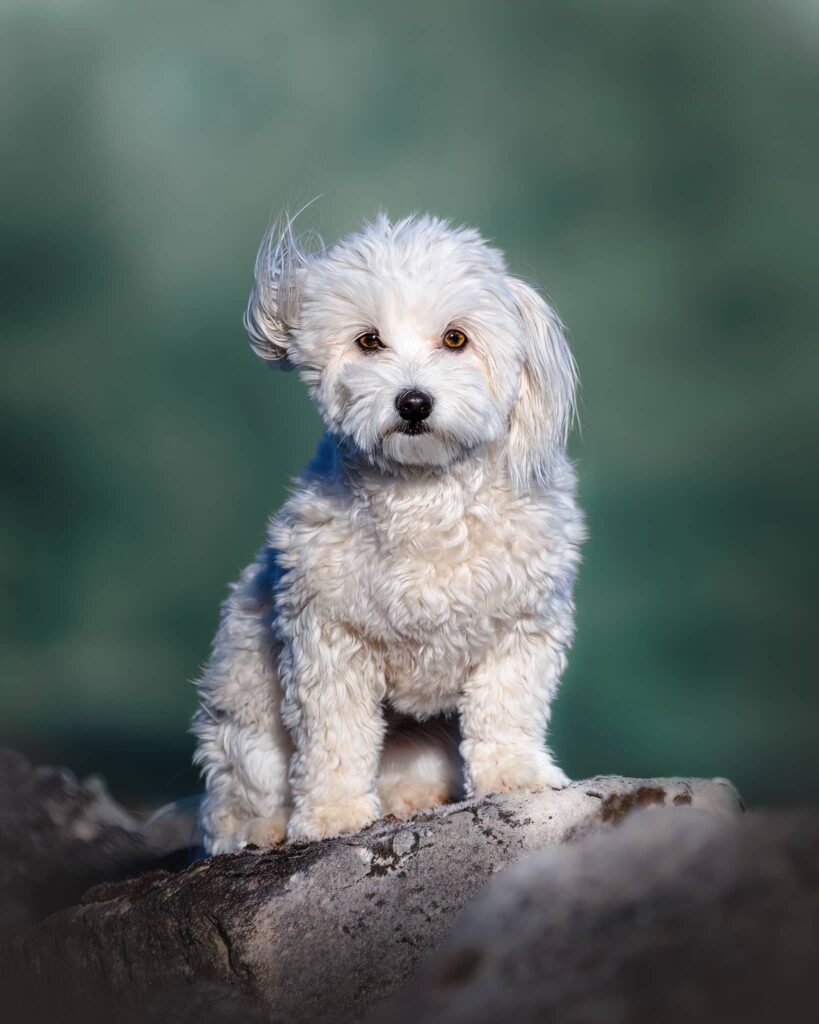 Chien BICHON MALTAIS